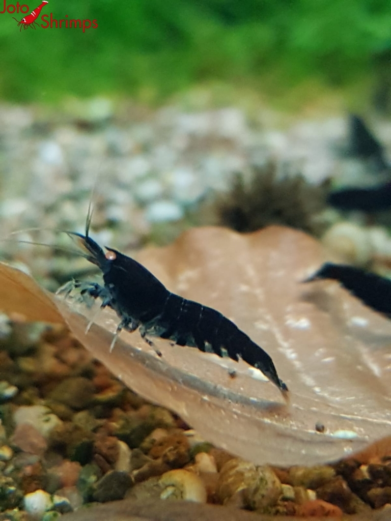 Deep Blue Tiger OE